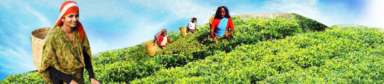Banner - Uttarakhand Tea Development Board