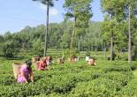 plucking in the Ghorakhal Tea Garden